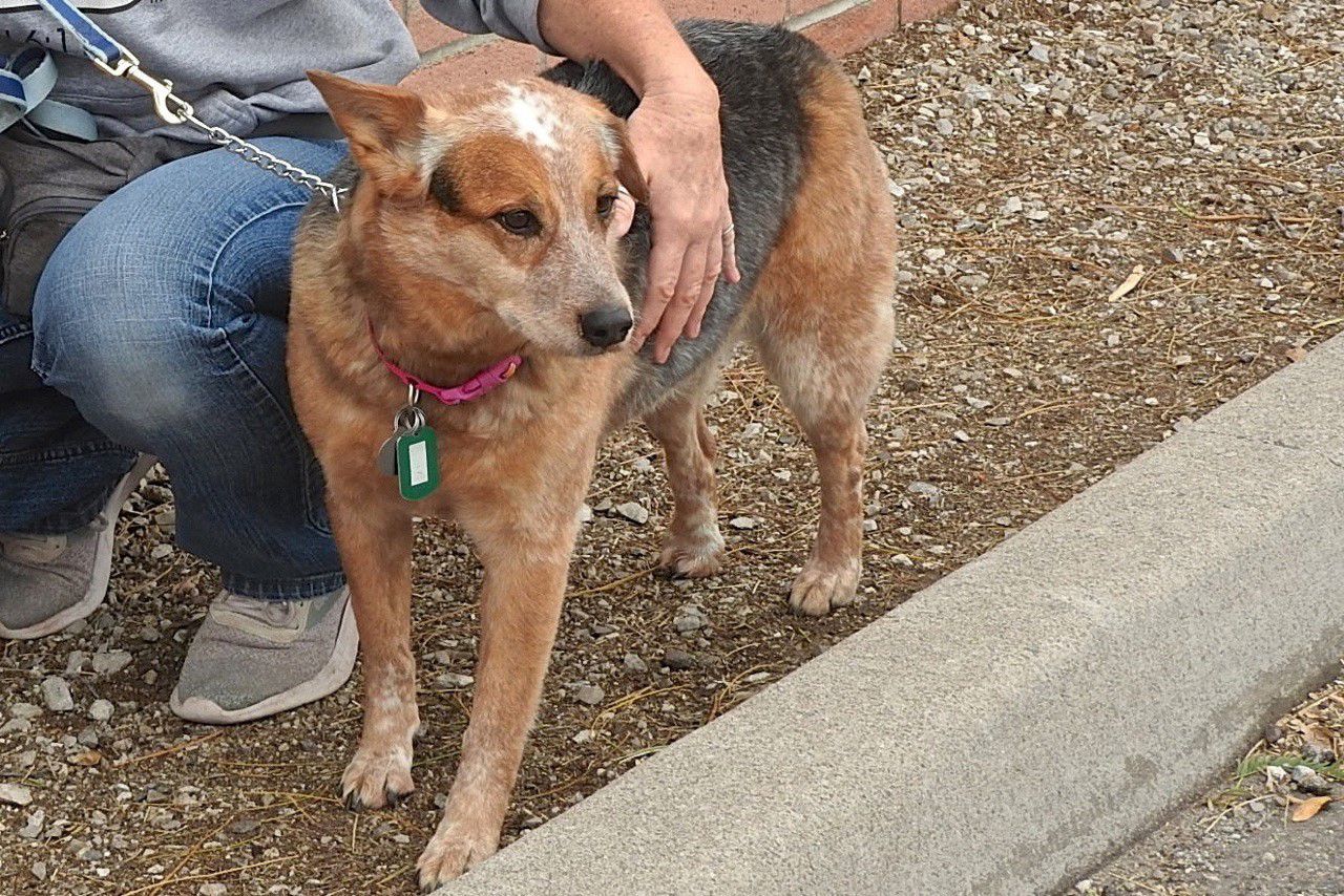 Adopt a friend: Foxy